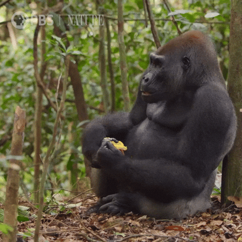 Hungry Pbs Nature GIF by Nature on PBS