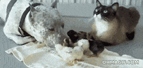 animal friendship licking GIF
