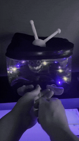 Animated GIF
