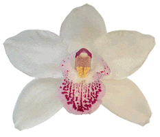 Special Orchids Sticker