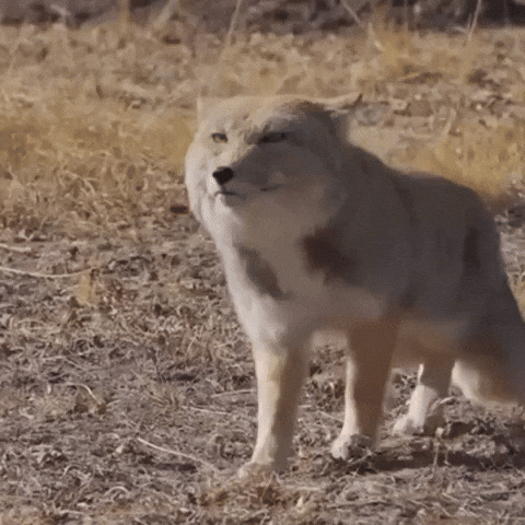 Wolf Prowling
