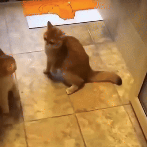 Cat GIF