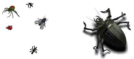 bugs