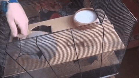 giphy.gif
