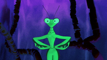 Praying Mantis Bug GIF