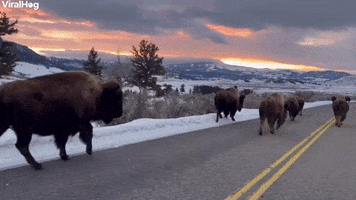 Serene Skies Driving Side By Side With Bison In Yellowstone GIF by ViralHog