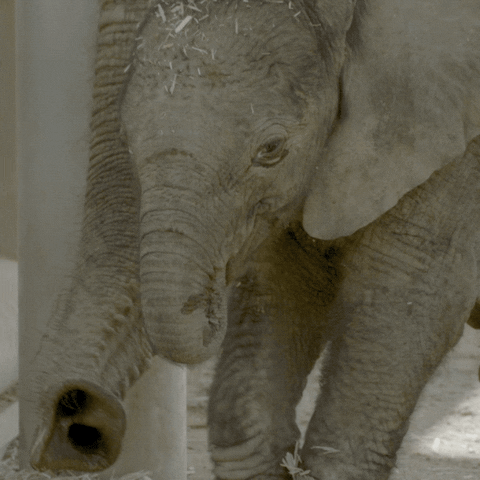 baby animals walking GIF by San Diego Zoo