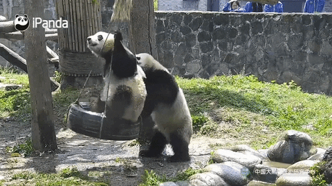 パンダ 今日のgif パンダ 今日のgif