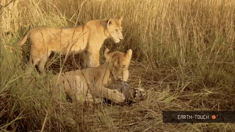 lion pangolin GIF
