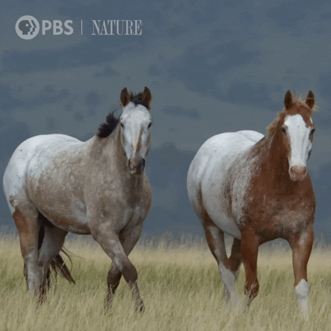 Wild West Horse GIF by Nature on PBS