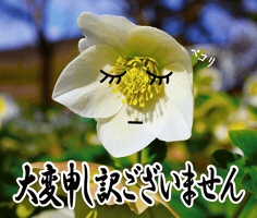 ごめん GIF by 淡路島国営明石海峡公園