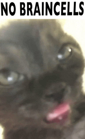 Cat Nobrain GIF