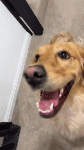 Goldenretriever GIF