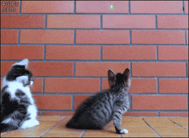 get down kittens GIF