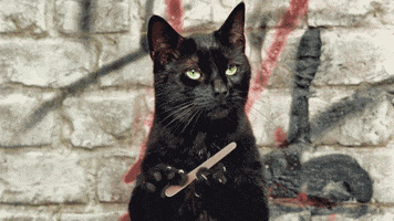 Video gif. Black cat is staring into the distance as it files its nails.