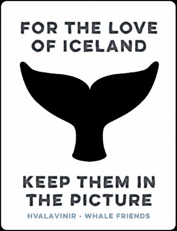 Whale GIF by Styngvi