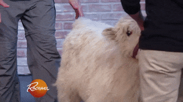 baby animal cow GIF by Rachael Ray Show