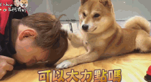 Shiba Inu Massage GIF