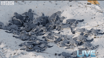 200.gif?cid=fc005b08e3c2d193c4b670e5c042660620fb7acd15a4ada1&rid=200.gif&ct=g