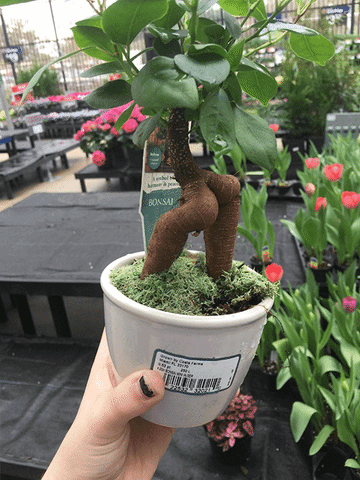 bonsai trim GIF