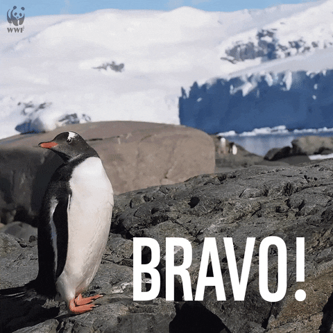 bravo penguin GIF by WWF_UK