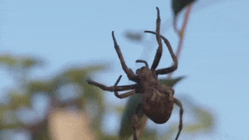 Spider Lab GIF by Storyful