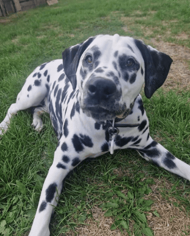 Annie Dalmatian GIF