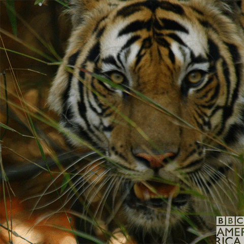 Angry Tiger GIF by BBC America
