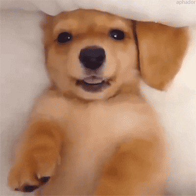 Anime Puppy GIFs - Find & Share on GIPHY