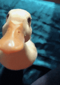 200w.gif