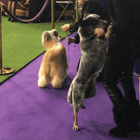 cattle dog GIF by Westminster Kennel Club