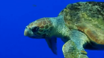 Ocean Mar GIF