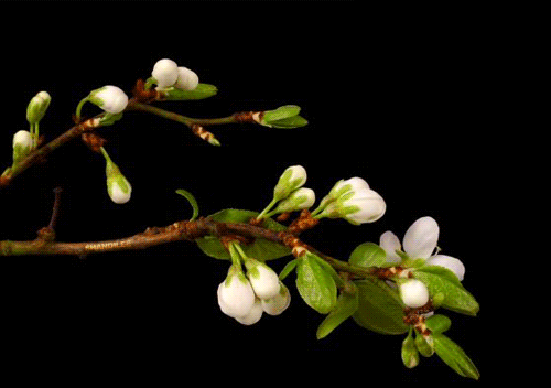 nature naturaleza naturezaitalia closeup macro blossom springleaves