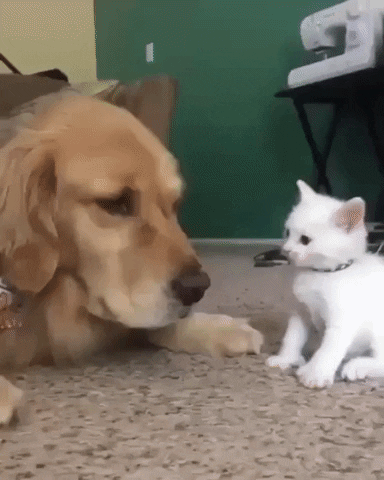 Video gif. A golden retriever lies its head down near a fluffy white kitten. The kitten repeatedly bonks him on the nose as the dog watches patiently. 