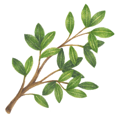 Squarepurplefish Sticker