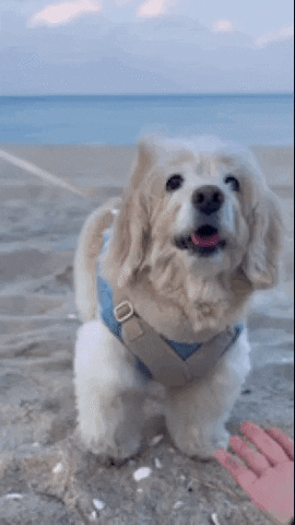 Dog GIF