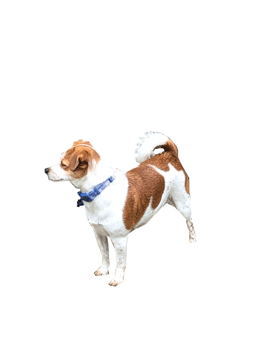 Confused Sticker by IM Home Inspections