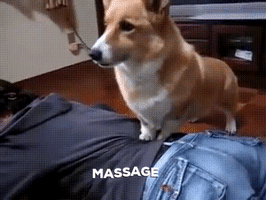 Dog Pet GIF