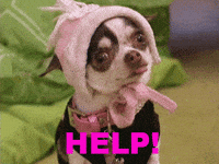 Chihuahua Angry Gifs Get The Best Gif On Giphy Chihuahua Angry Gifs Get The Best Gif On Giphy
