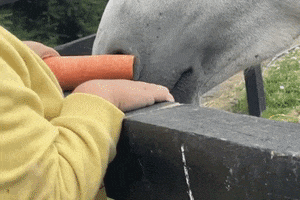 Horse Pony GIF by HRI