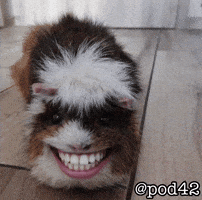 Guinea Pig GIF
