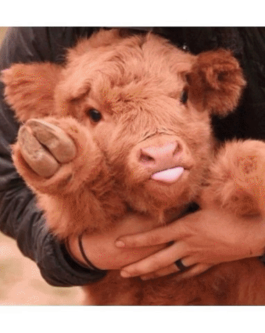 Cruelty Free Fertelli GIF