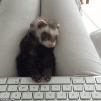 ferret GIF
