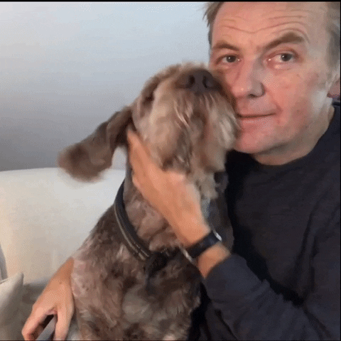 dog bruno GIF by tv2norge