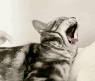 giphy.gif?cid=ecf05e47lcne8wkje74ucrpl5q