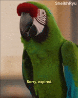 Sorry Macaw GIF
