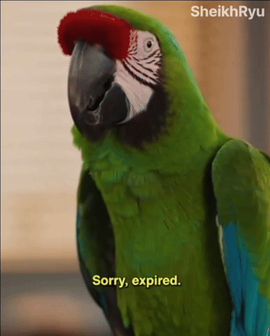 Sorry Macaw GIF