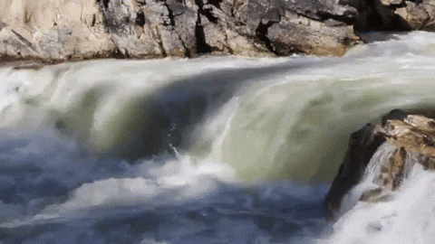Kern River Salmon GIF by Kern River Outfitters - Find & Share on GIPHY