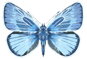 Illustration Butterfly Sticker