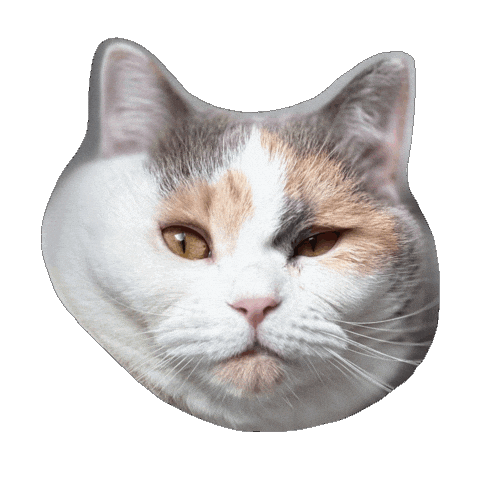 Cat Sticker